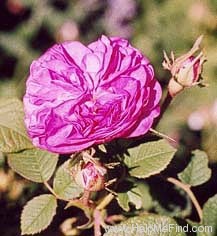 'Bella Donna (damask, by 1840)' rose photo