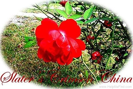 'Slater's Crimson China' rose photo