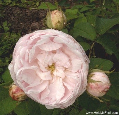 'Maiden's Blush (alba)' rose photo