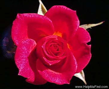 'Stolen Dream' rose photo