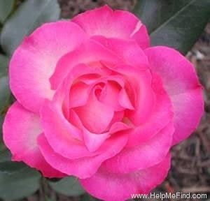 'Strawberry Ice' rose photo