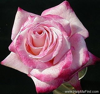 'Stryker' rose photo