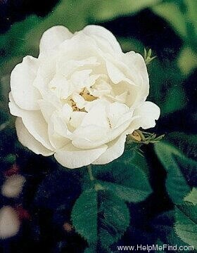 'Suaveolens (alba, unknown, before 1750)' rose photo