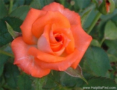 'Tangerine Twist' rose photo