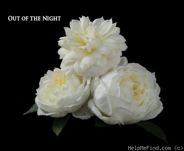 'Out Of The Night ™' rose photo