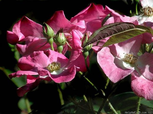 'Nearly Wild' rose photo