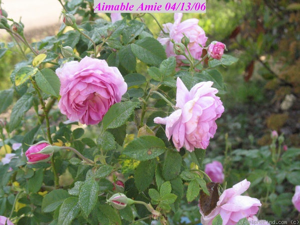 'Aimable Amie' rose photo