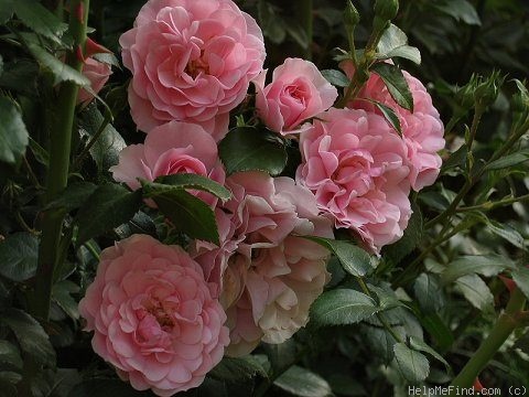 'Bonica '82' rose photo