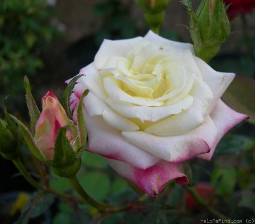 'Baby Claire' rose photo