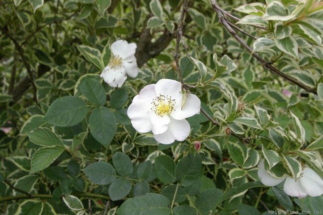 '<i>Rosa dupontii</i> Hort.' rose photo