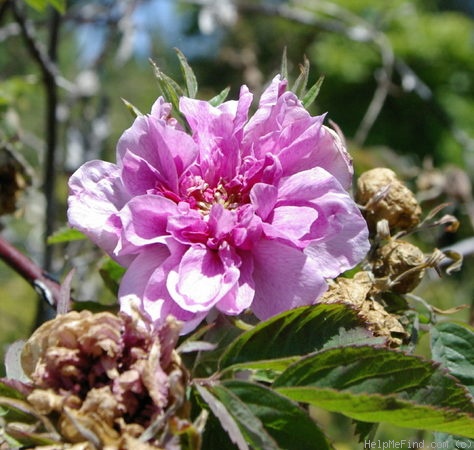 '<i>Rosa cinnamomea</i> var. <i>plena</i> Regel' rose photo