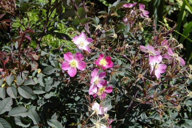 '<i>Rosa glauca</i> 'Carmenetta'' rose photo