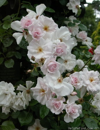 'City of London ®' rose photo