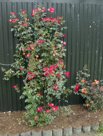 'Cocktail ® (shrub/climber, Meilland, 1957)' rose photo