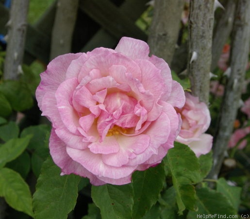 'Lady Waterlow' rose photo
