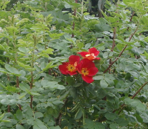'<i>Rosa foetida</i> var. <i>bicolor</i> Willmott' rose photo