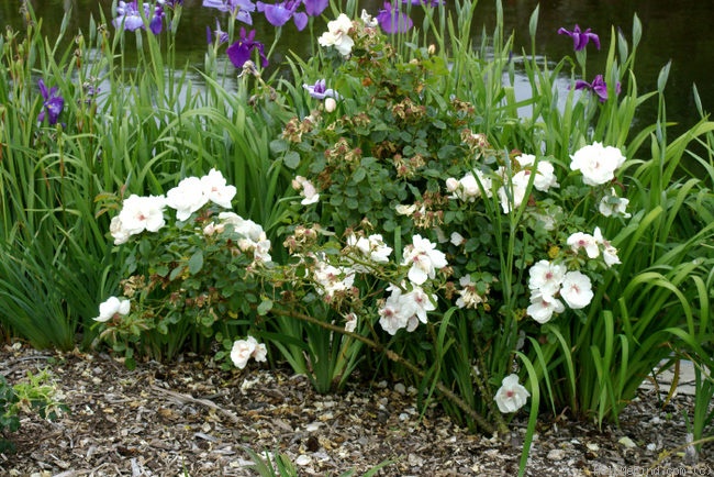 'Jacqueline du Pré (shrub, Harkness before 1986)' rose photo