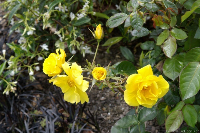 'Goldyla' rose photo