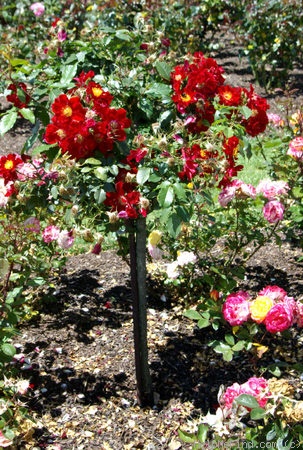 'Phantom (shrub, McGredy, 1987)' rose photo