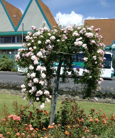 'Charming Bells' rose photo