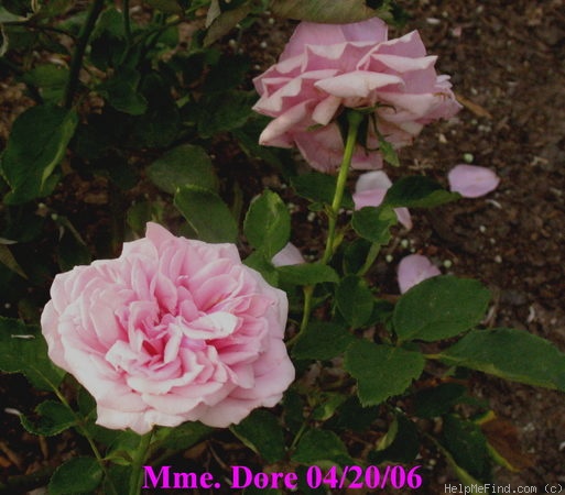 'Madame Doré' rose photo