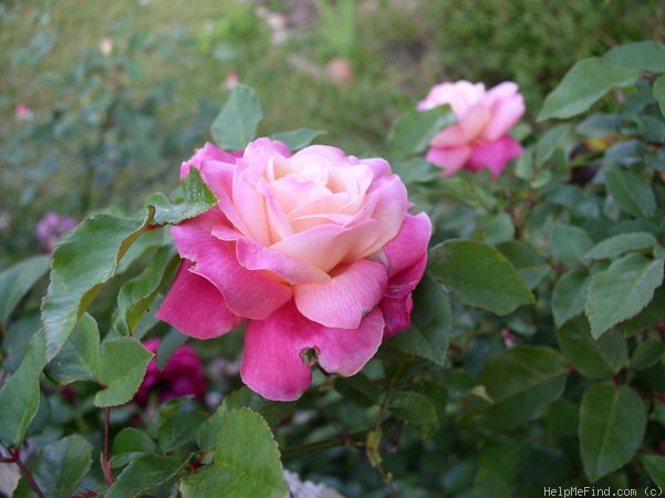 'Rosette Delizy' rose photo
