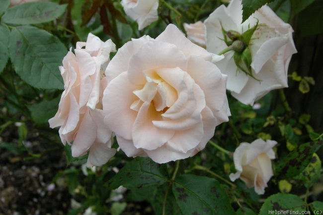 'Iris Gee' rose photo