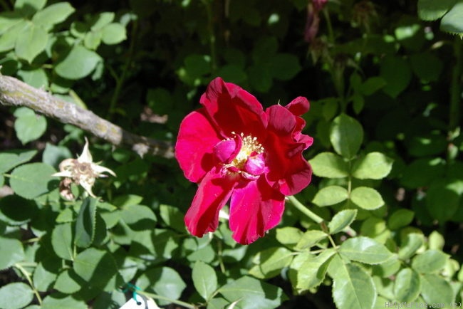'Red Coat' rose photo
