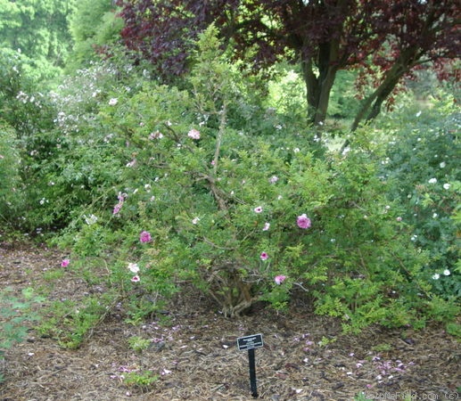 '<i>Rosa roxburghii</i> f. <i>plena</i> Rehder synonym' rose photo