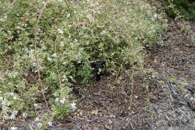 'R. wichurana variegata' rose photo