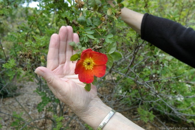 '<i>Rosa foetida</i> var. <i>bicolor</i> Willmott' rose photo