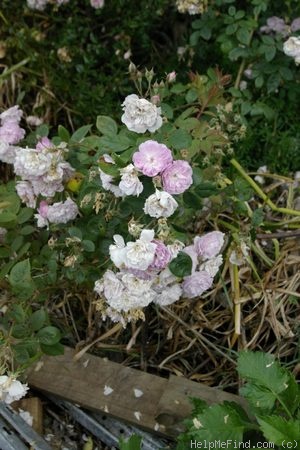 'Laure Davoust' rose photo