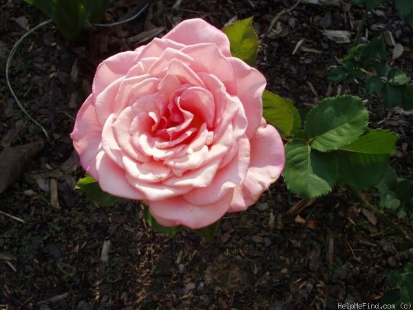 'Wild Honey' rose photo