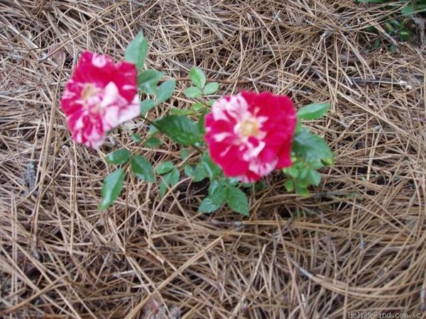 'Pinstripe ™ (Miniature, Moore, 1985)' rose photo