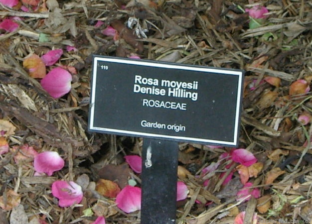 '<i>Rosa moyesii</i> 'Denise Hilling'' rose photo