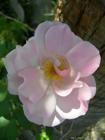 'Twilight Mist' rose photo