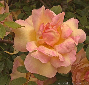 'Fortune's Double Yellow (China Cl, Fortune, 1844)' rose photo
