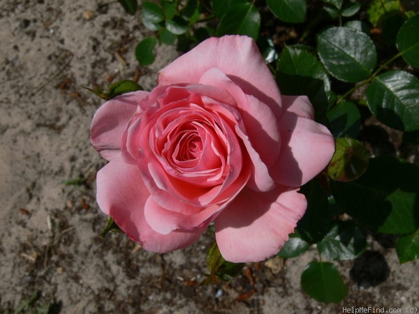 'Sexy Rexy ® (Floribunda, McGredy, 1978)' rose photo