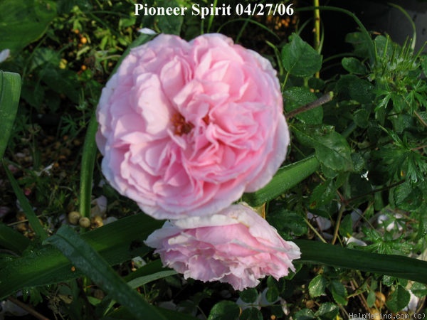 'Pioneer Spirit' rose photo