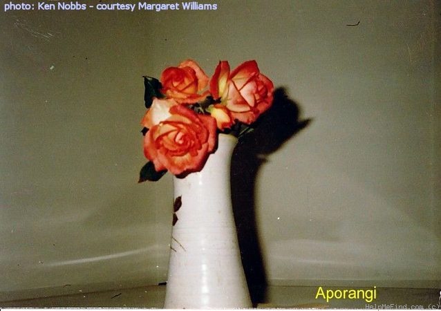 'Aporangi' rose photo