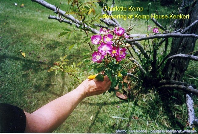 'Charlotte Kemp' rose photo
