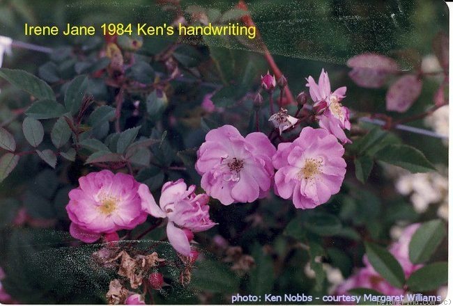 'Irene Jane' rose photo