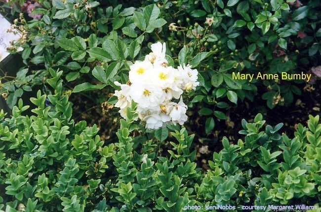'Mary Anna Bumby' rose photo