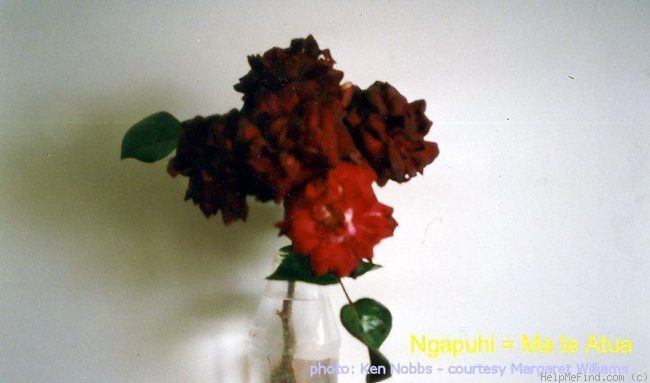 'Ngapuhi' rose photo
