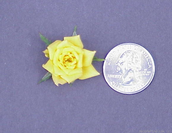 'Little Meghan' rose photo