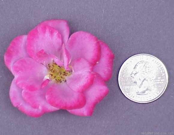 'Lavender Delight ™ (Miniature, Moore, 1993)' rose photo