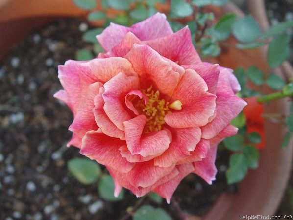 'Incredible' rose photo