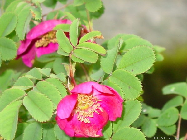'Mrs. Colville' rose photo