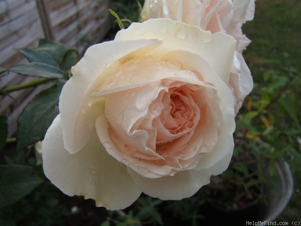 'Schimmelreiter' rose photo