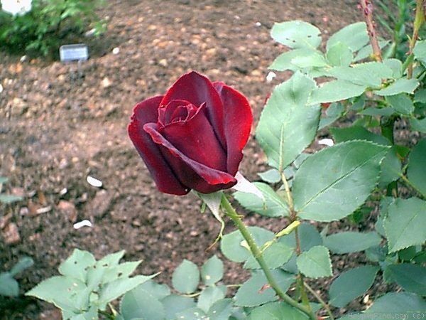 'Kuroshinju' rose photo